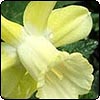 A Host of Golden Daffodils