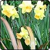 Lemon and Terracotta Daffodils