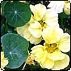 Lemon Nasturtiums