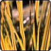 Libertia Perigrinans 