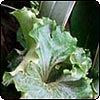Ligularia Martian Invader