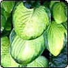 Lime Hosta Leaves