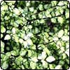 Praising Pittosporums