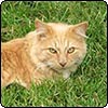 Animal Misdemeanours