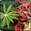 Lupin and Spiraea Leaves