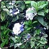  Macleaya 