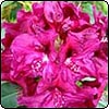  Favourite Rhododendron Colours 