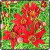 Mahogany Coreopsis