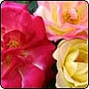 Climbing Rose Masquerade