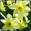 Miniature Jonquils
