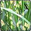 Carex trifida