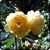 Molyneux Rose