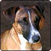 The Year of the Dog