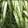 Moosey's Gardening Newsletter