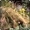 Mountain Grass 