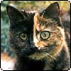 Mugsy the Cat