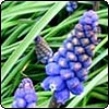 Singing the Garden Blues