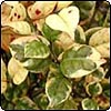 New Zealand Myrtle