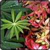 Nandina & Lupin