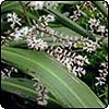 Cabbage Tree in Flower