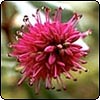 Hebe in Flower