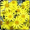 Yellow Flowering Senecio