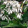 Renga Renga Flowering