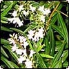 White Flowering Hebe