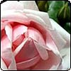New Dawn Rose