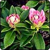 New Rhododendron