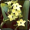 Nicotiana Alata
