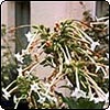 Nicotiana Sylvestris