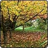 Autumn Pictures and Poetry
