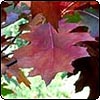 Oak Leaves