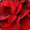 Red Rose