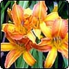 Garden Nurseries