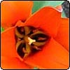 Orange Tulip