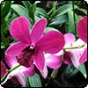 Meet Singapore's Orchids