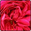 Othello Rose