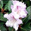 The Great Rhododendron Rescue