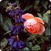 New Rose Garden