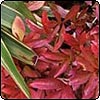 Autumn Peony and Flax