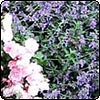 Catmint