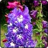 Delphiniums