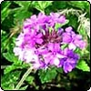 Purple Verbena