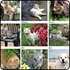 Animals Calendar 2007
