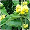 Phlomis