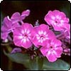 Phlox