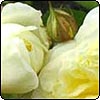 The Pilgrim Rose