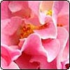  Fluffy Pink Camellia 